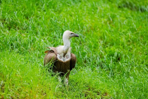 Eurasian griffon vulture (Gyps fulvus) on a meadow, Bavaria, Germany