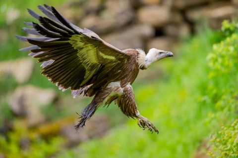 Eurasian griffon vulture (Gyps fulvus) flying, Bavaria, Germany