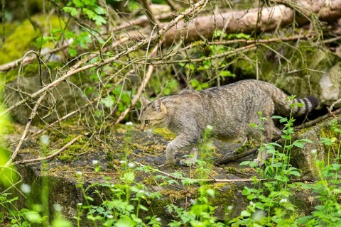 European wildcat (Felis silvestris) on a rock, Bavaria, Germany