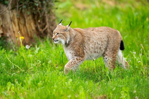 Eurasian lynx (Lynx lynx) walking in the grass, Bavaria, Germany