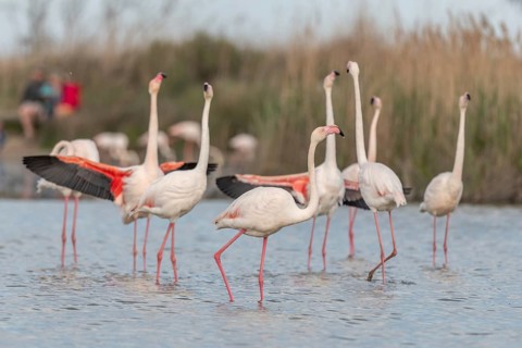 A flamingo opens its wings and highlights its magnificent plumage. The scene captures the essence