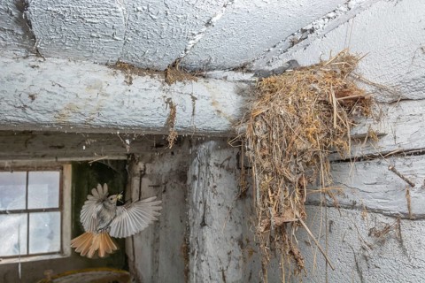 Black redshank (Phoenicurus ochruros) in flight to feed its chicks in the nest in an old barn. Bas