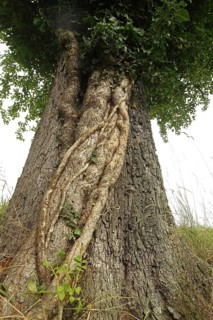 Ivy (Araliaceae) with arm-thick roots climbing up an old pear tree (Pyrus), Mostviertel, Lower