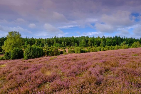 Ellerndorfer Heide, broom heather blossom, Südheide, Lüneburg Heath, near Eimke, Lower Saxony,