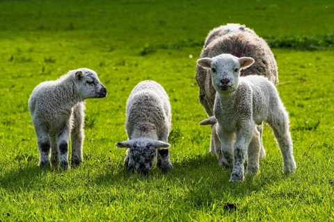 Sheep and farm in Lake District National Park, Coniston Water, Cumbria, England, United Kingdom