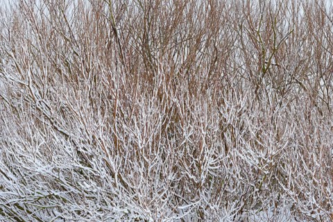 Winter day, onset of winter, snow lies on the bushes in the dune landscape of Norddeich, North Sea,