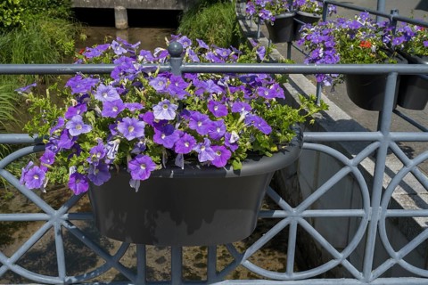 Railing with flower boxes by the river Lippe, petunias (Petunia), Bad Lippspringe, climatic health