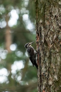 Three-toed woodpecker foraging in the Bavarian Alps