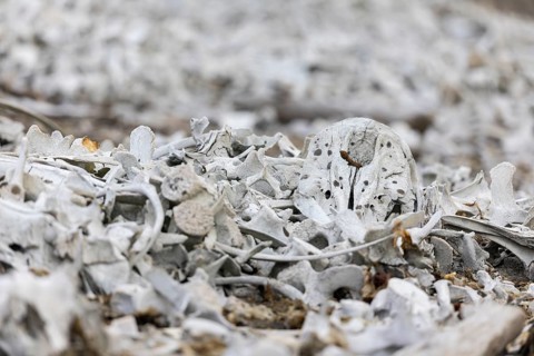 Bone of the white whale (Delphinapterus leucas), Bamsebu, Spitsbergen, Svalbard