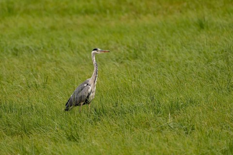 Grey heron (Ardea cinerea), Vulkaneifel, Rhineland-Palatinate, Germany
