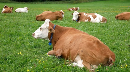 Cows lying in a meadow in the Allgäu, Pfronten, 30.07.2025