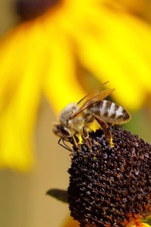 European honey bee (Apis mellifera), collecting nectar from a yellow coneflower (Echinacea