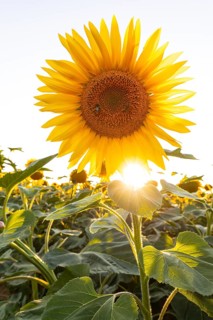 Radiant sunflower in the evening light with sun star