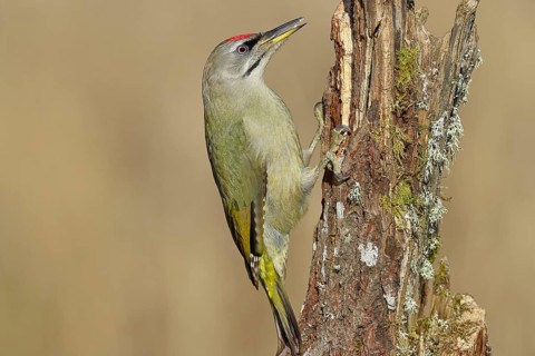 Grey-headed woodpecker (Picus canus), male sitting on a tree stump overgrown with moss and lichen,