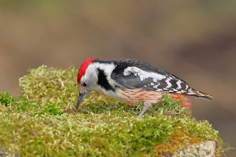 Middle spotted woodpecker (Dendrocopos medius) foraging on mossy ground in the forest, Wilnsdorf,