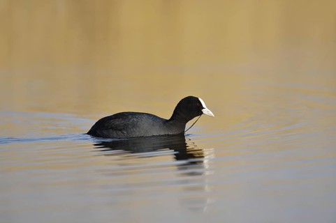Eurasian Coot (Fulica atra) swimming, North Rhine-Westphalia, Germany