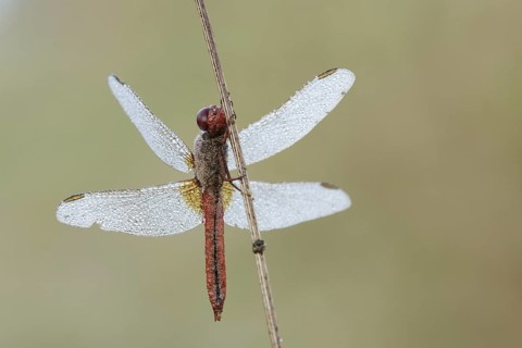 Scarlet Dragonfly (Crocothemis erythraea), male with dewdrops, North Rhine-Westphalia, Germany