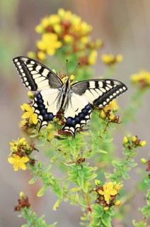 Swallowtail (Papilio machaon), North Rhine-Westphalia, Germany