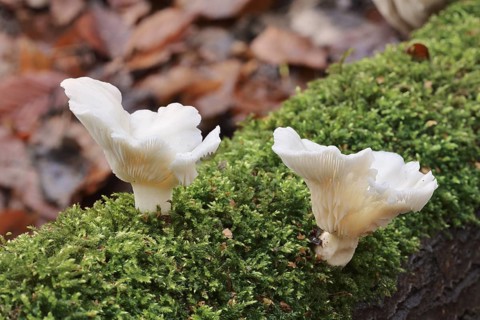 Lung mushroom or spoon-shaped mushroom (Pleurotus pulmonarius), North Rhine-Westphalia, Germany