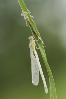 Willow Emerald Damselfly (Chalcolestes viridis) freshly hatched dragonfly and exuvia, North