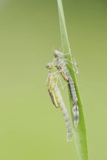 Willow Emerald Damselfly (Chalcolestes viridis) freshly hatched dragonfly hanging from its exuvia,