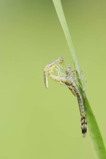 Willow Emerald Damselfly (Chalcolestes viridis) hatching, hatching, larva, dragonfly larva, North