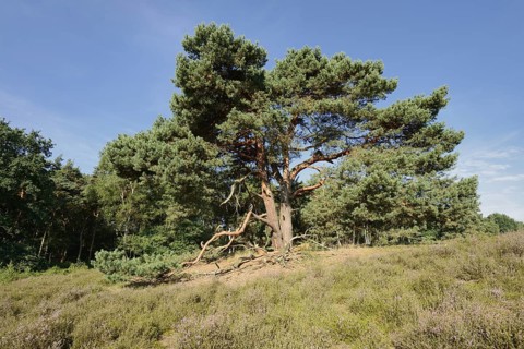 Scots pine or Scots pine (Pinus sylvestris) in heathland, Westruper Heide, North Rhine-Westphalia,