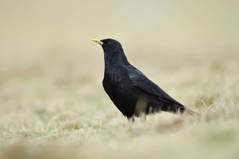 Alpine chough (Pyrrhocorax graculus), Hohe Tauern National Park, Austria