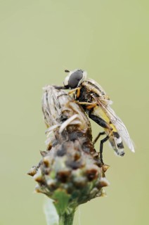 Large marsh hoverfly (Helophilus trivittatus), North Rhine-Westphalia, Germany