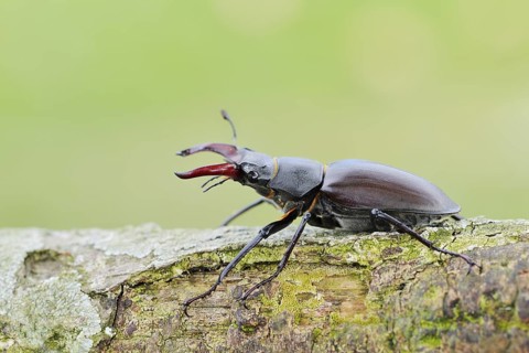 Stag beetle (Lucanus cervus), male, Normandy, France