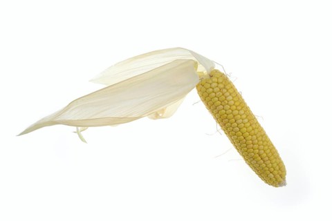 Corn (Zea mays), corn cobs against a white background
