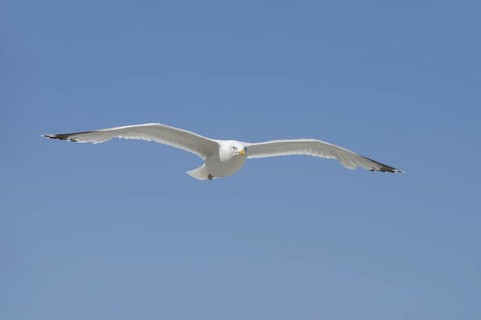 Herring Gull (Larus argentatus) in flight, Normandy, France
