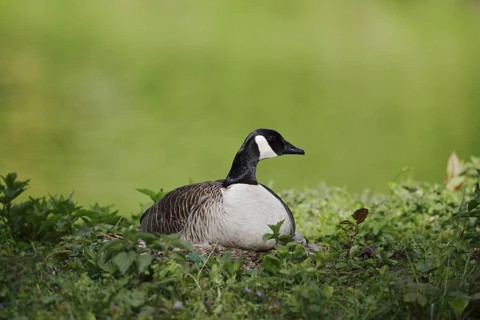 Canada goose (Branta canadensis) sitting brooding on the nest, North Rhine-Westphalia, Germany