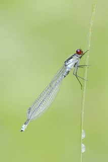 Red-eyed Damselfly (Erythromma najas), male, North Rhine-Westphalia, Germany