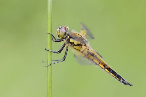 Four-spotted dragonfly (Libellula quadrimaculata), female, North Rhine-Westphalia, Germany