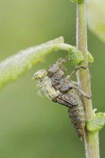 Black-tailed Skimmer (Orthetrum cancellatum), hatch, larva, dragonfly larva, North