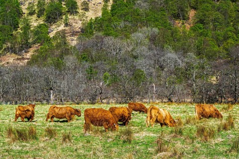 Highland Cattle, Scottish breed of rustic cattle, Highland, Scotland, UK