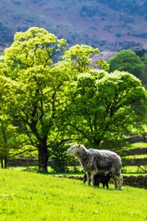 Sheep and farm in Lake District National Park, Coniston Water, Cumbria, England, United Kingdom
