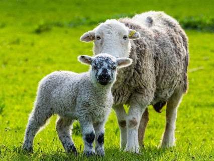 Sheep and farm in Lake District National Park, Coniston Water, Cumbria, England, United Kingdom