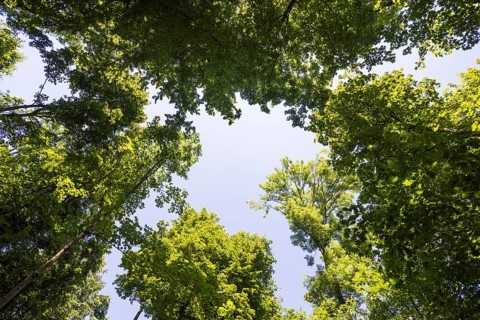 Deciduous forest, deciduous trees, frog perspective, summer, place of pilgrimage, Altötting, Upper