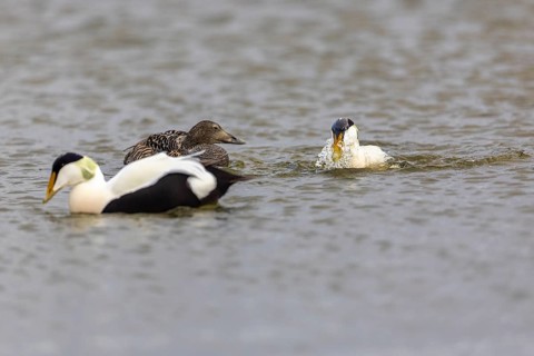 Eider duck (Somateria mollissima), hen with drake during mating behaviour, duck birds (Anatidae),