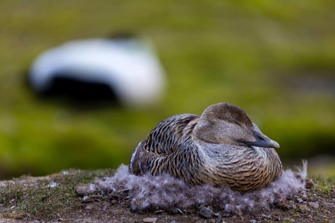 Eider duck (Somateria mollissima), hen brooding on the nest, duck birds (Anatidae), Aventdalen,