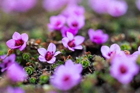 Red saxifrage (Saxifraga oppositifolia), saxifrage family (Saxifragaceae), Jotunkjeldene,