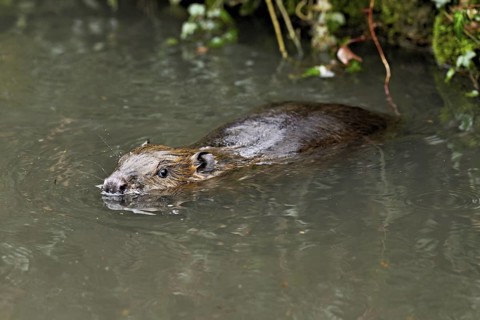 Eurasian beaver, European beaver (Castor fibre), swimming in a stream, Canton Zug, Switzerland