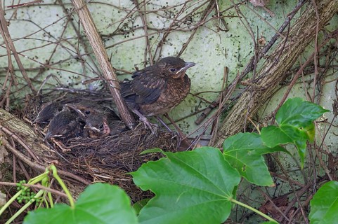 Five young, fledged blackbirds (Turdus merula) still in the nest, in the clutch, twelve days old,