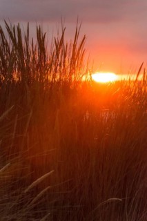 Intense red sunlight shimmers through tall grasses and creates a warm atmosphere, European Marram