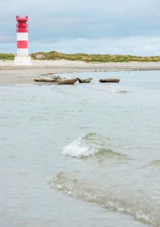 Several harbour seals (Phoca vitulina), seals, resting at low tide at the edge of the water, shore,