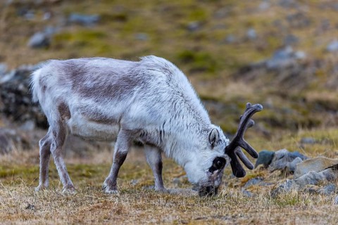 Svalbard skink (Rangifer tarandus platyrhynchus), Mammals (Mammalia), Longyearbyen, Spitsbergen,