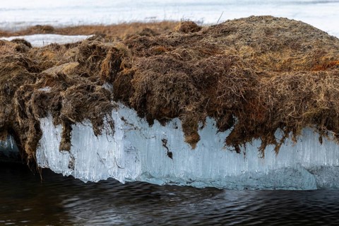 Permafrost, ice below the surface, Aventdalen, Longyearbyen, Spitsbergen, Svalbard