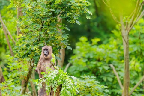 A female Drill (Mandrillus leucophaeus) sits high up in a tree, eating leaves. A green forest can